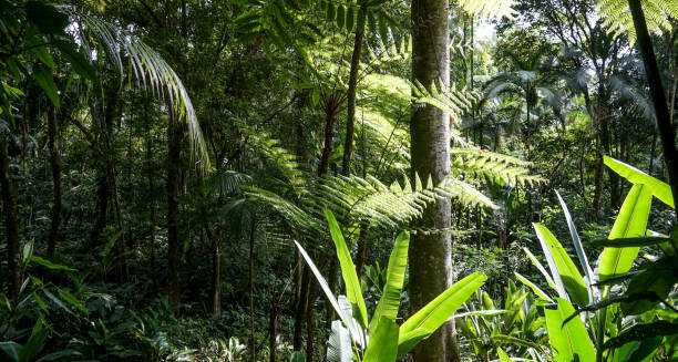 Guapuruvu, trunk between fern leaves