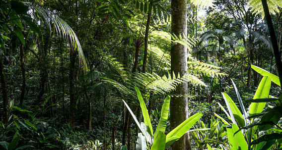 Beautiful fern leaves