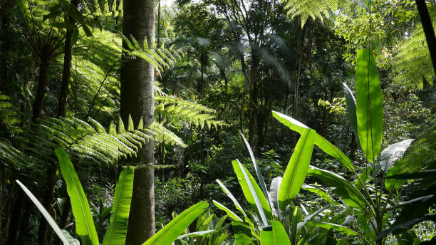 istock Guapuruvu, trunk between fern leaves 2016192416