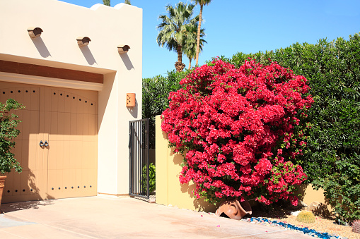 Palm Springs, California, USA- March 16, 2013: Partial  Driveway and Garage of home in arid climate. Red Bougainvillea is a garden feature along driveway. Green Hedge behind.