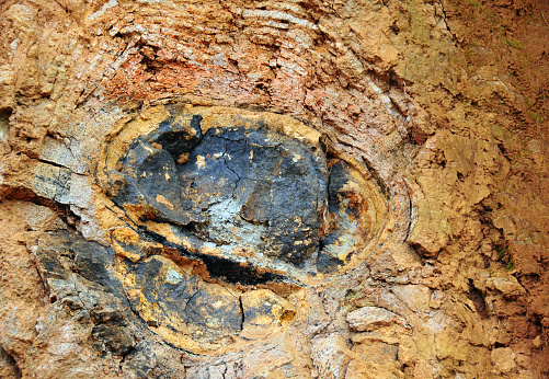 Surinam, Savanne District, Mauritius: onion-skin weathering, due to drastic changes in surface temperatures - layers of magma in concentric spheres on the outside of a boulder.