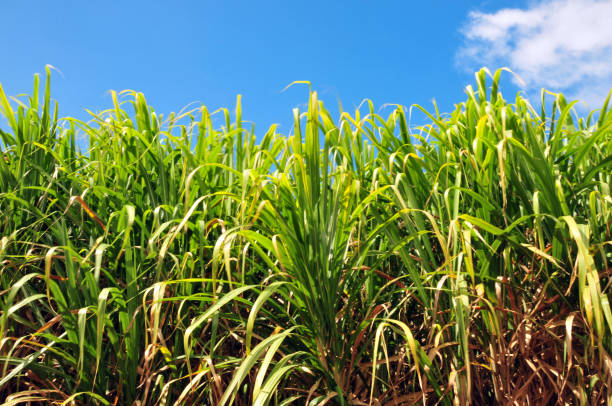 istock Sugarcane plantation - plants and sky, Surinam, Mauritius 2016199569