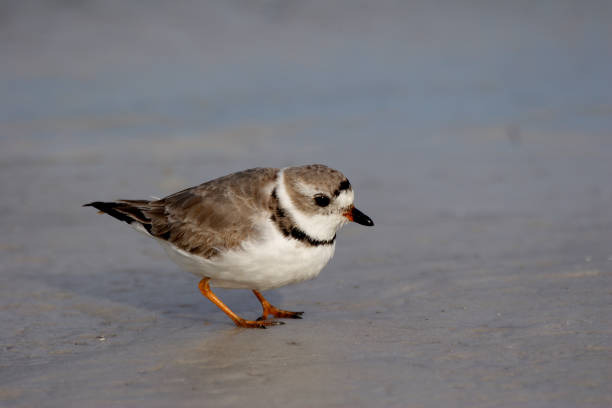 istock Semipalmated Plover in Fort De Soto State Park, Florida. 2016204655