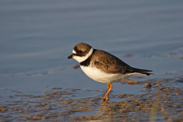 istock Semipalmated Plover in Fort De Soto State Park, Florida. 2016207214