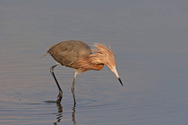 istock Reddish Egret at Fort De Soto State Park, Florida. 2016213177
