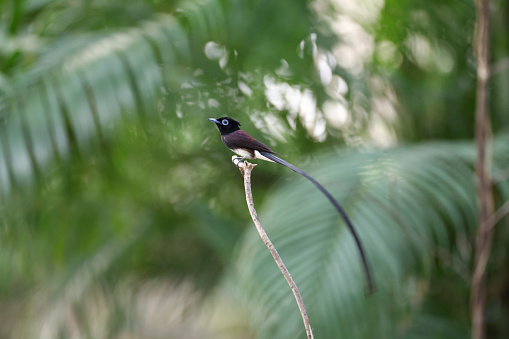 Beautiful Black Paradise-flycatcher
