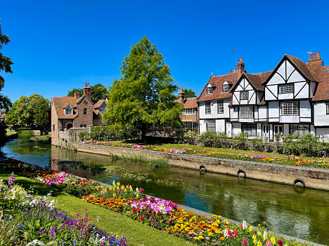 Colourful array of blooming flowers and charming old timbered houses by the slowly flowing River Stour. Idyllic scenery in picturesque medieval historic town of Canterbury on a beautiful summer day.