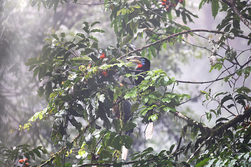 Elegant Trogon - Trogon elegans called Coppery-tailed., bird ranging from Guatemala in the south as far north as New Mexico, red black and green bird in the forest, beautiful detail, looking around.