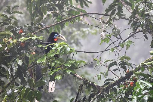 Female Rufous-cheeked hornbill in morning mist