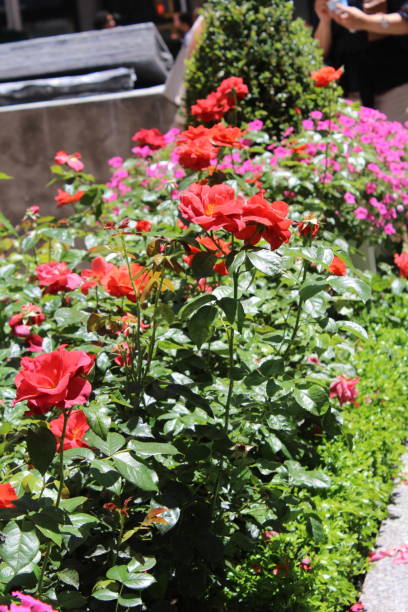 istock flowers in the street 2016266978