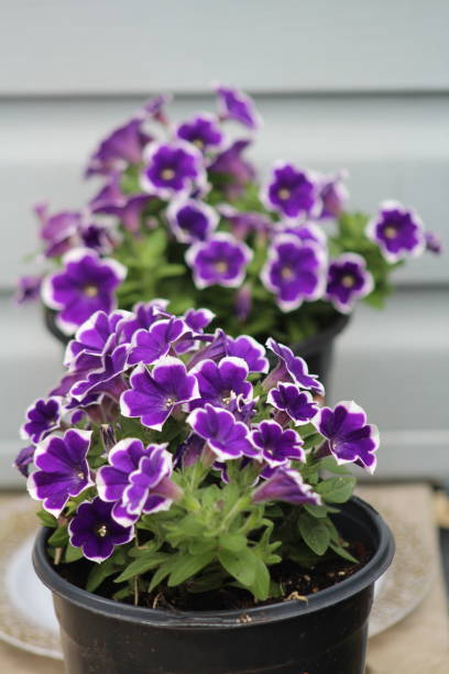 istock flowers in the street 2016268037