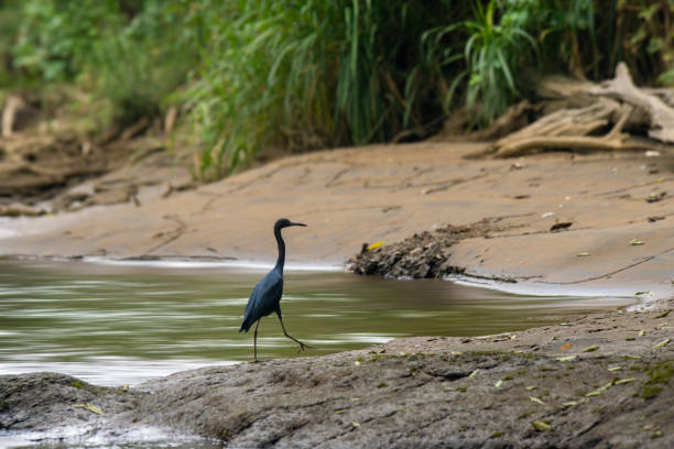A scenic ride along the Penas Blancas River to see wildlife such as birds, sloth, and to enjoy lush rainforest and Costa Rica natural beauty, Cost Rica of South America