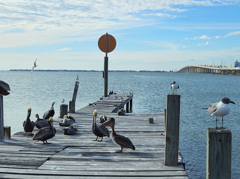 Flock Of Pelicans Gathered On Wooden Pier  In Galveston