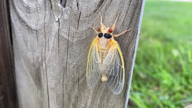 Cicada Brood X videos Virginia invasion