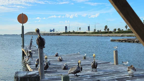 Wide View Of Flock Of Pelicans Gathered On Wooden Pier  In Galveston