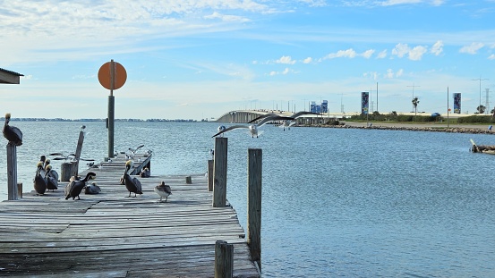 Flock Of Pelicans Tropical Birds On Wooden Pier