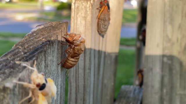 Cicada Brood X Time lapse Virginia invasion