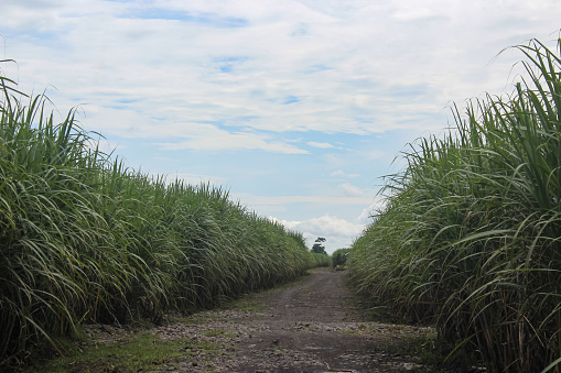 Sugar cane (Saccharum officinarum Linn), a type of grass from the Poaceae family with a sweet taste, is used as the main ingredient for making white crystal sugar and sugar cane ice