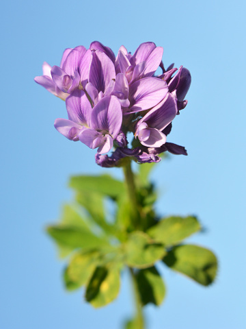 The field is blooming alfalfa, which is a valuable animal feed