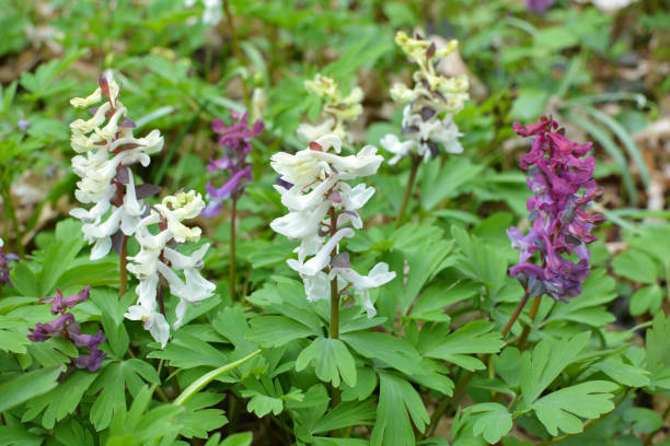 istock In spring, corydalis blooms in the forest 2016350368