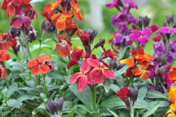 istock Erysimum cheiri (Cheiranthus cheiri) blooms in the garden in spring 2016354022