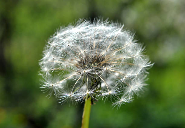 In the spring, a dandelion faded in a meadow among the grasses