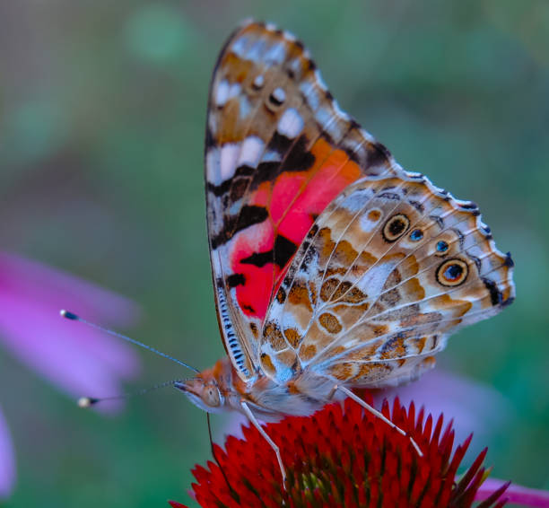 istock Painted lady (Vanessa cardui), butterfly sits on an Echinacea purpurea flower and drinks nectar 2016370144