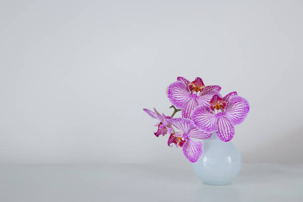 istock purple orchid in glass vase on white background 2016372341