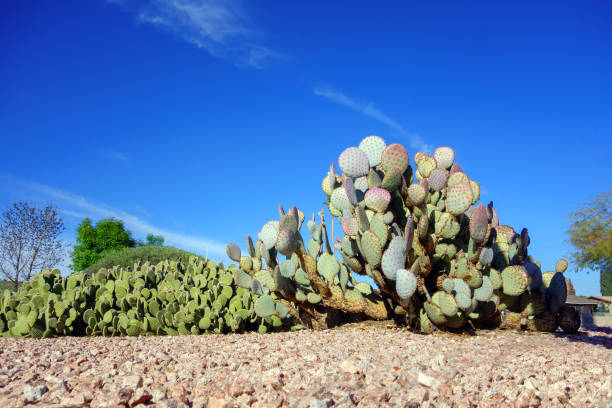 cactus di fico d'india senza spina dorsale in xeriscaping - prickly pear pad foto e immagini stock