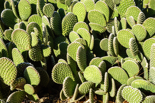 Desert native decorative spineless Opuntia Microdasys also know as Bunny-ears Prickly Pear cacti, nature background