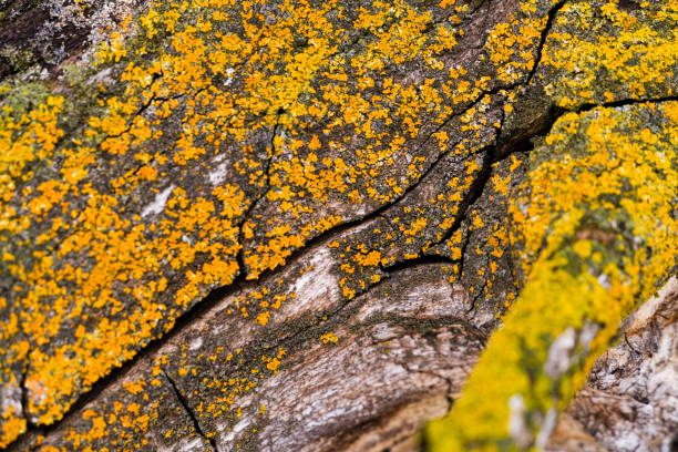 Colorful Orange Yellow and Green Lichen Detail stock photo