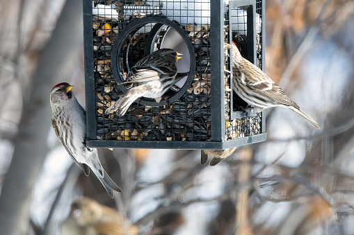 American Tree Sparrows on feeder with snow in central Montana of western USA in North America.