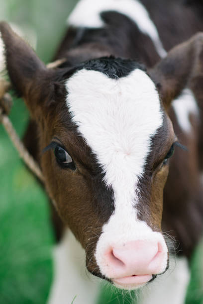 istock beautiful baby cow 2016418072