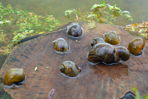 Amphibians, namely golden snails that are in a rock and lay eggs
