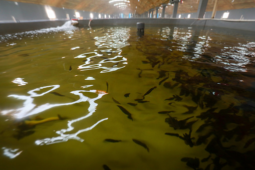 Koi fish swimming in a pond. Oregon.