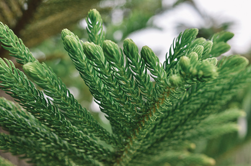 beautiful pine tree leaf