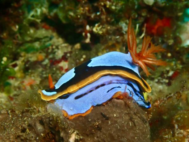 istock Blue black and orange nudibranch Chromodoris Westraliensis 2016457086
