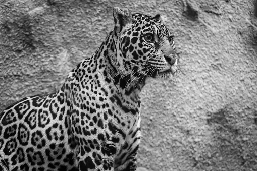 A picture from a leopard.