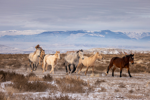 Horseback riding on a Wyoming horse ranch in the winter on a rural landscape.