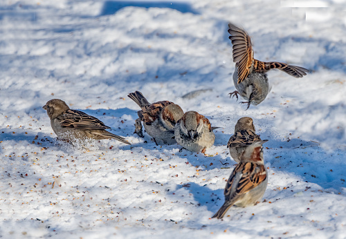 American Tree Sparrows flying in central Montana of western USA in North America.