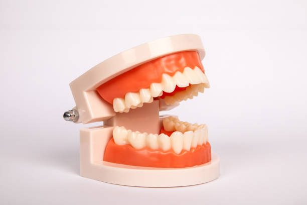 istock Teeth model on white background. Health and wellness 2016490272