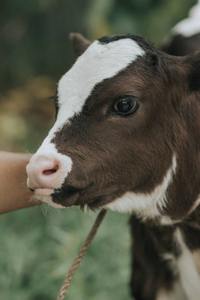 istock beautiful baby cow 2016525839