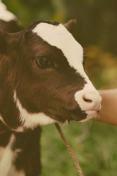 istock beautiful baby cow 2016532646