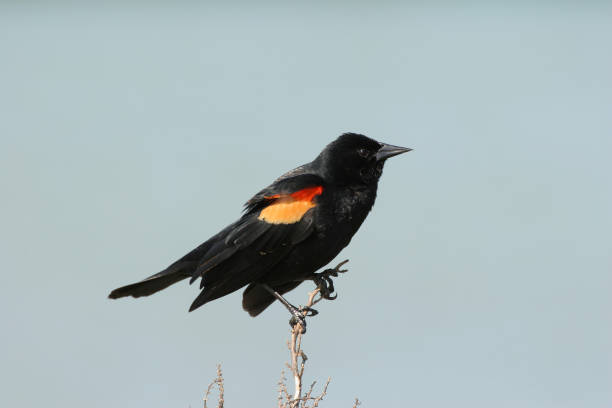istock Red-winged Blackbird in Fort De Soto Park, Florida. 2016533704