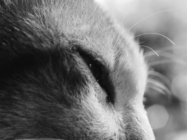 A black background photo of an American shorthair cat shot in a studio
