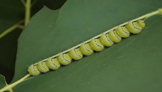 Uniquely shaped leaf caterpillars on a leaf