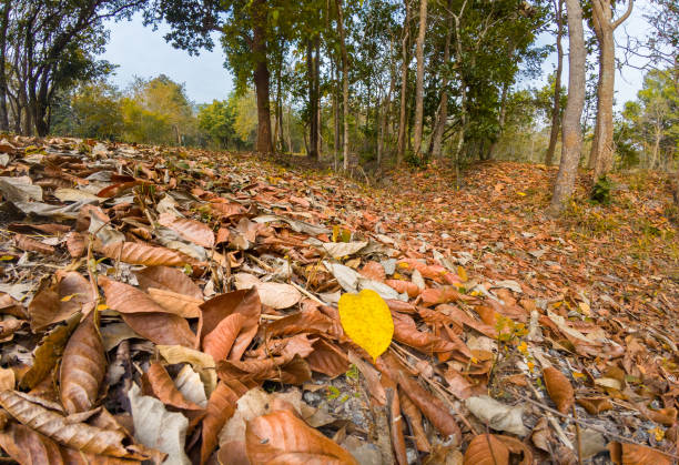 Dried leaves in forest can turn small flames into colossal bushfires.