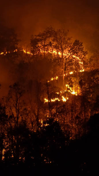 istock Forest fires release carbon dioxide and other greenhouse gasses, such as methane into the atmosphere. Carbon emissions come from deforestation. 2016577732