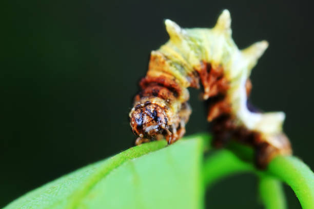 Lepidoptera larvae in the wild, North China