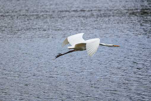 White heron flying low in the lake.